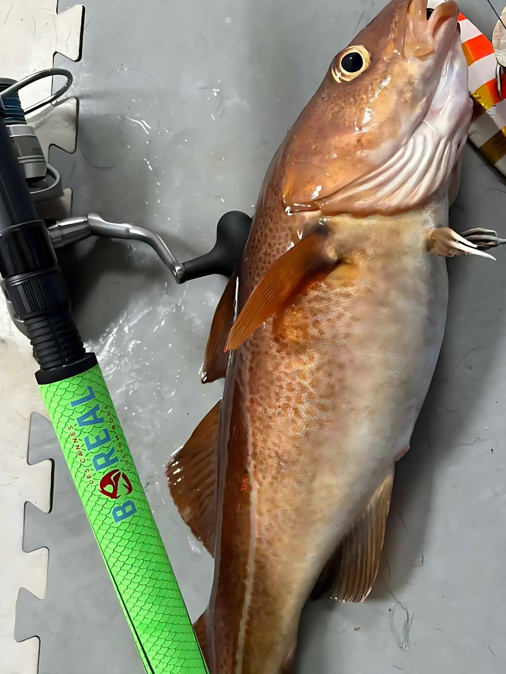 Poignée verte de la canne Proto 2025 avec une morue fraîchement capturée, posée sur le sol du bateau.