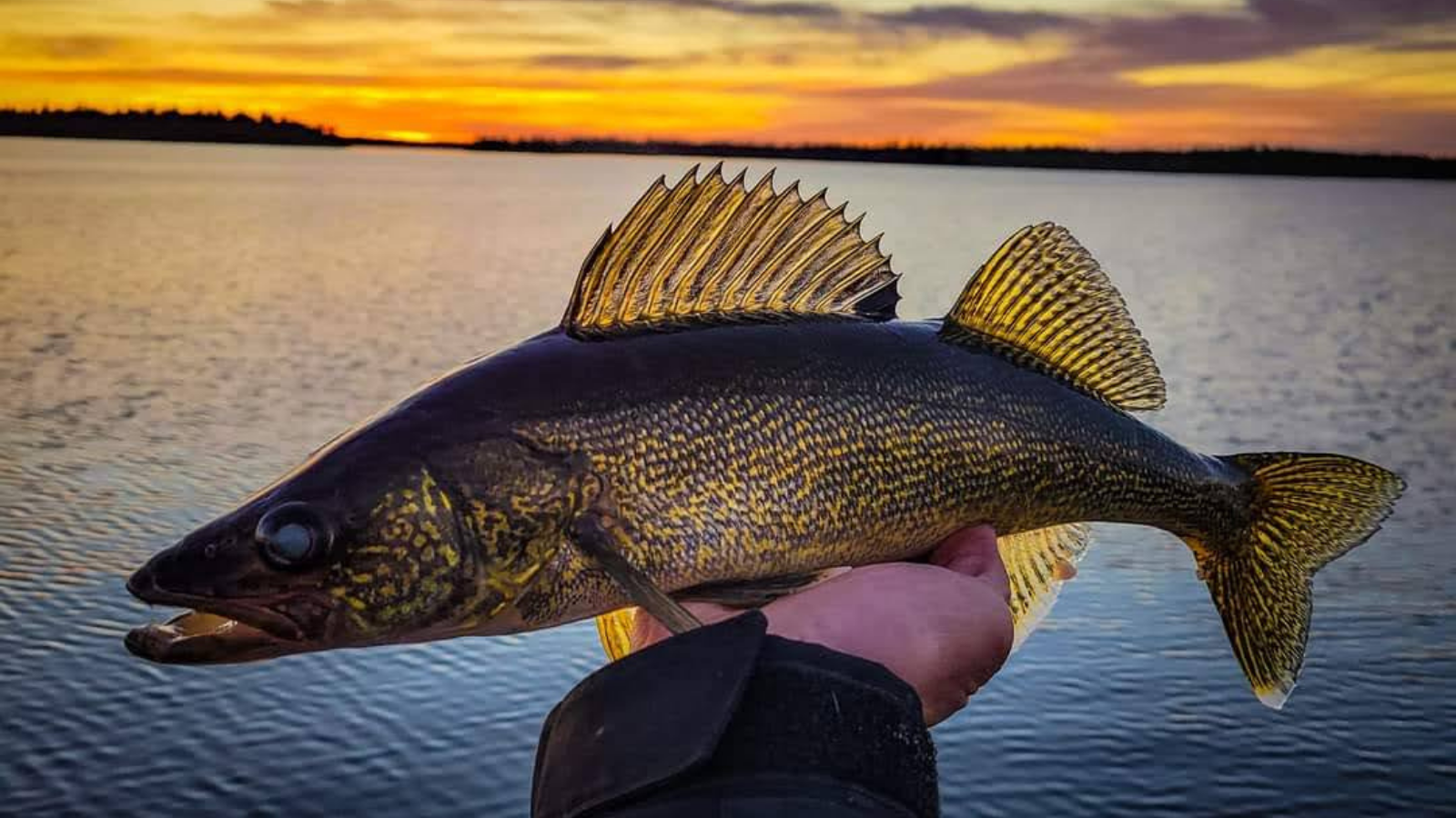 "Doré jaune capturé au coucher du soleil sur un lac, illustration d’un article sur le choix de la meilleure canne pour la pêche au doré